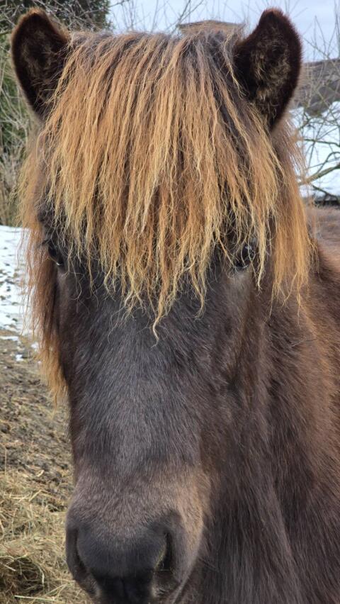 Fescher junger Isländerhengst
