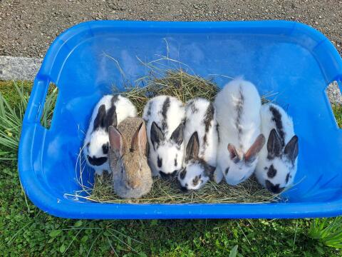Hasen, Fleischhasen