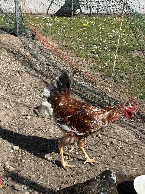 Reinrassiger Sandschack- und Astralorpha-Hahn, Suche Orpington