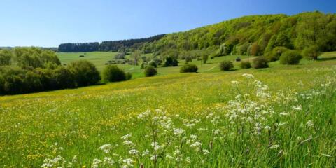 Suche Landwirtschaft Nutzgrund Wiese zu pachten