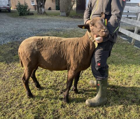 Jura-Widder „Rudi“ (geb. 09.03.2024) zu verk