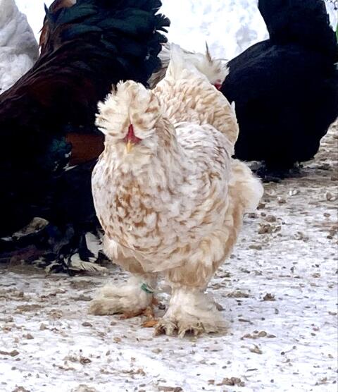 Rarität: Bruteier Bulgarische Strumsky