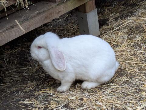 Belgische Riesenhasen