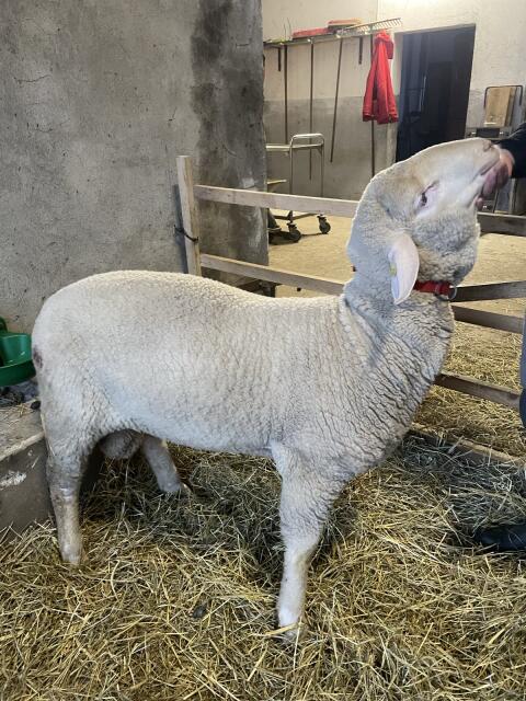 Merinolandschaf Jungwidder