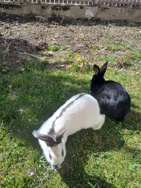 Deutsche Riesenhasen