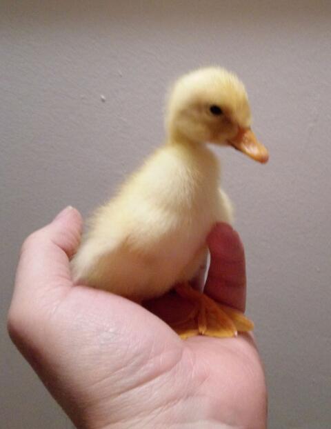 Enten Küken