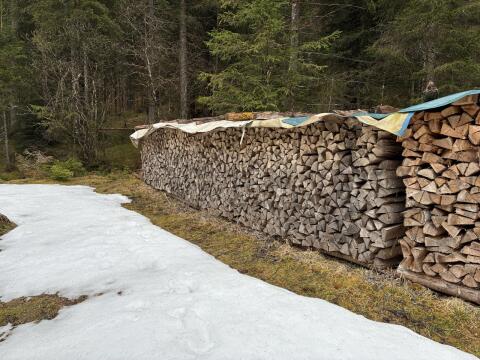 Buchenholz