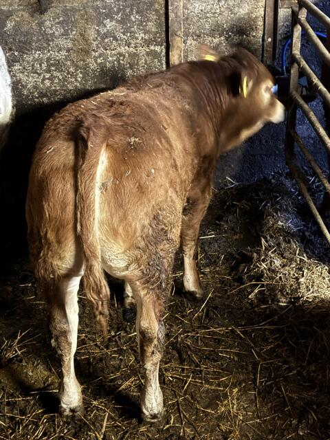 Stierkalb