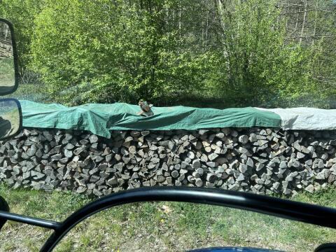 Brennholz weich