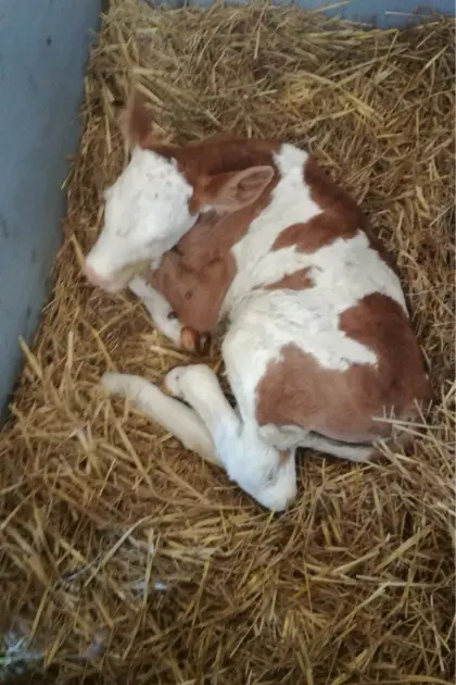 Suche hochtypisiertes Fleckviehzuchtkalb