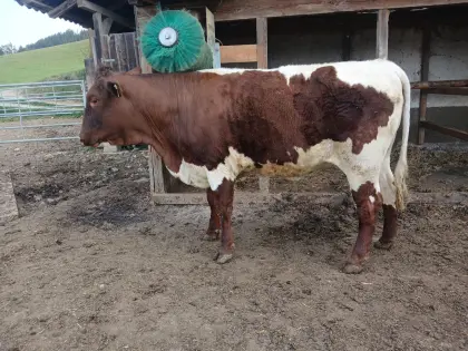 Original Pinzgauer Kalbin