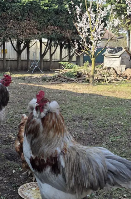 2 Araucana-Marans Hähne abzugeben