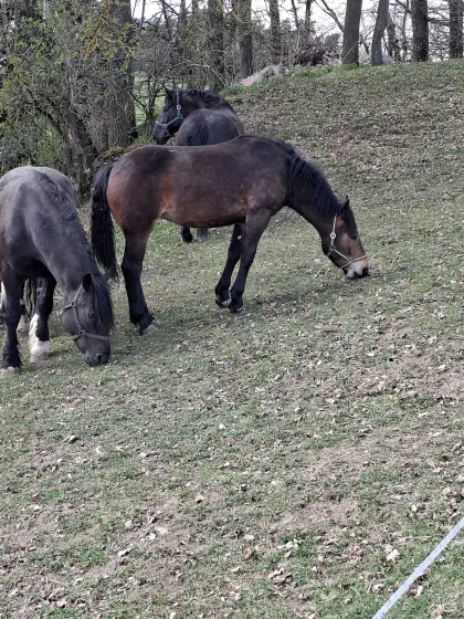 Noriker-Stutjährling