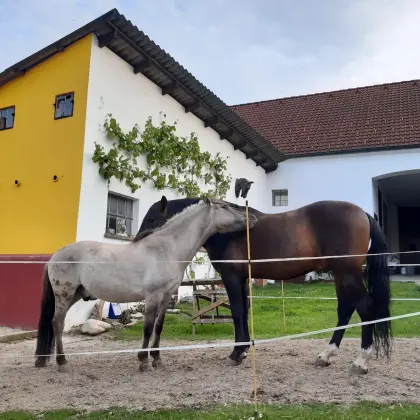 PRE-Wallach und Konik-Pony