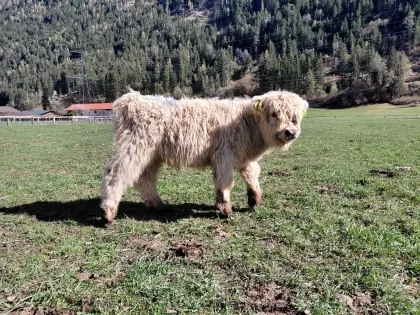 Weißer Hochlandrinder Jungstier