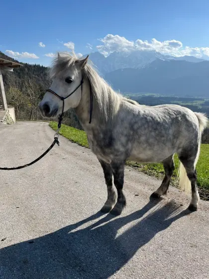 Verkaufe Wallach Kleinpferd/Pony