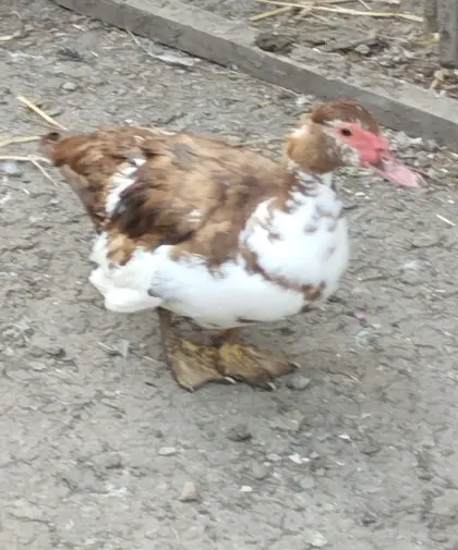 BE von Färbige Moschußenten