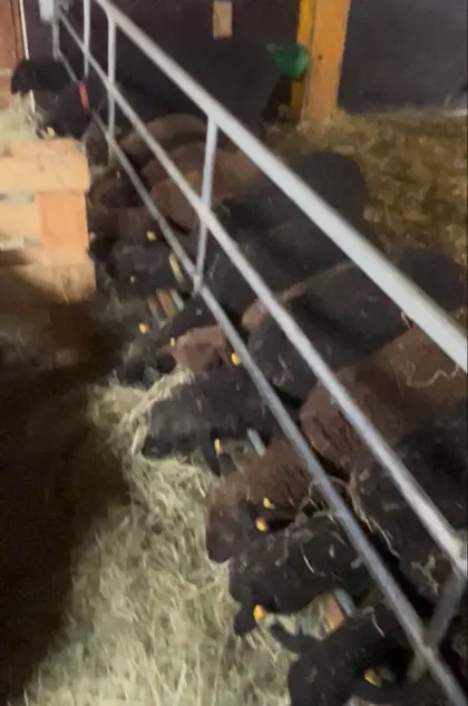 Reinrassige Jura Lämmer