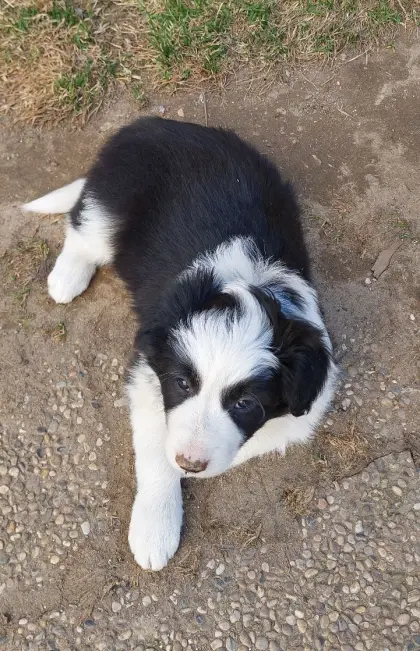 Bordercollie Welpen