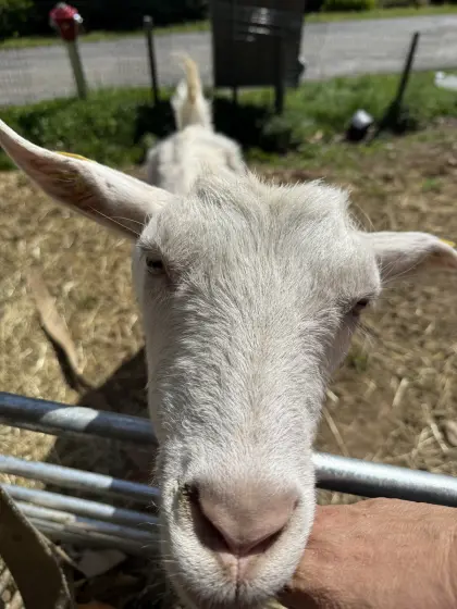Bio-Milchziegen verschiedene Rassen