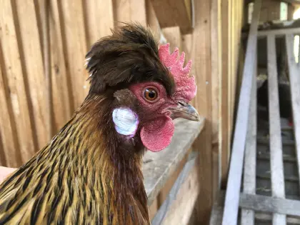 Bruteier Buntleger Altsteirer