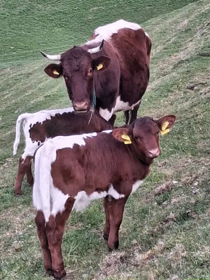 Pinzgauerkühe mit Kälbern