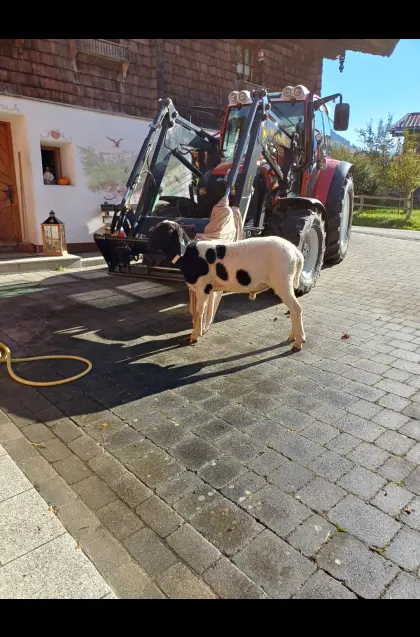 Hb Tscheggenwidder zu vergeben