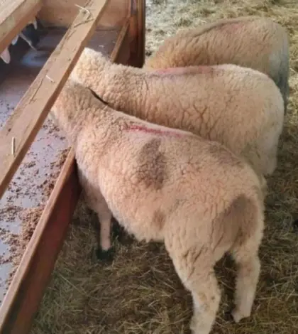 Suche das ganze Jahr Lämmer und Altschafe