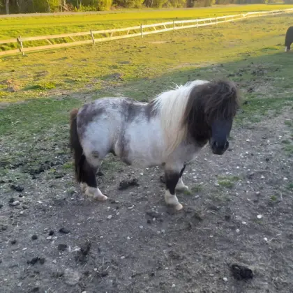 Mini Shetty Hengst Pony