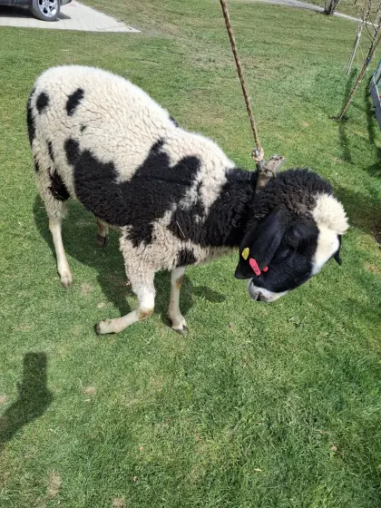 Weibliches Bergschaf