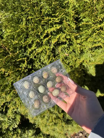 Mini Wachtelbruteier