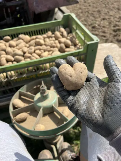 Bio Saatkartoffel Hermes, Laura, Valdivia