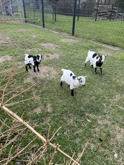 Mini Zwergziegen