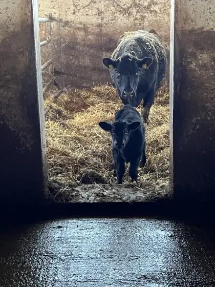 Bio-Aberdeen-Angus Stierkalb