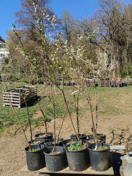 Alte Sorten Apfelbäume