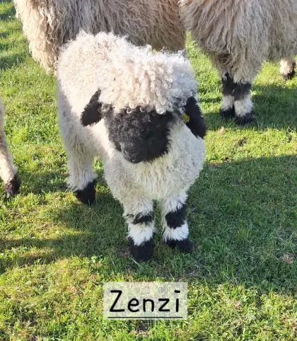 Walliser Schwarznasenlamm wbl.