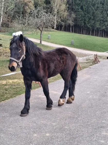 4 Noriker 2-jährig