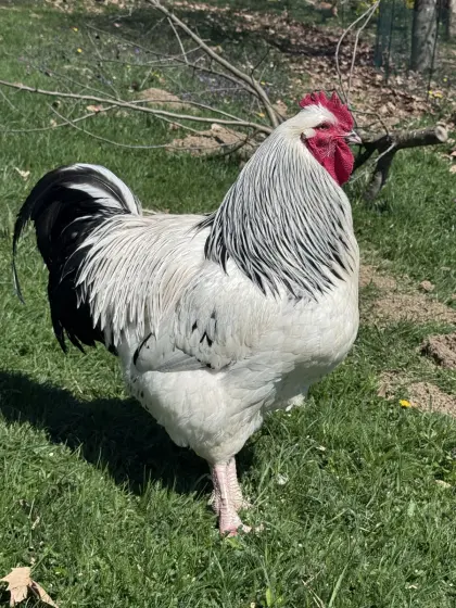 Columbia Sussex Bruteier (Groß)