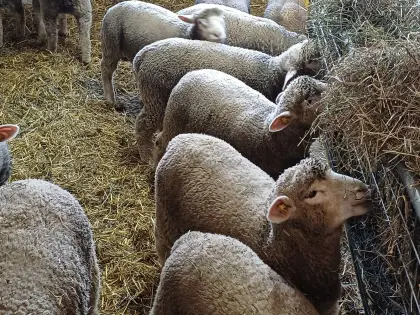 Lämmer Ile de France