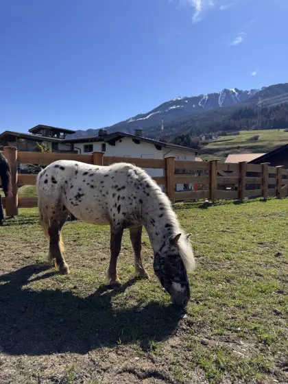 Verkaufe Tiger-Ponyhengst