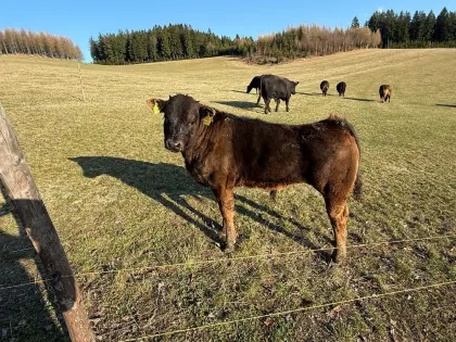 Angus Limousin Stierkalb