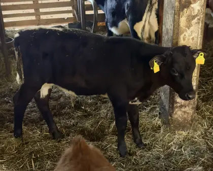 Bio PI x HF Stierkalb