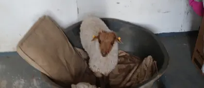 Handaufzucht Zackelschaflämmchen