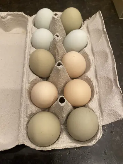 Bruteier von Buntleger und Wachteln