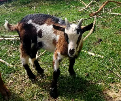 Ziegenbock Bockkitz Jungbock Ziegenkitz