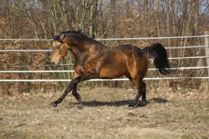 Reining Quarter Horse Deckhengst
