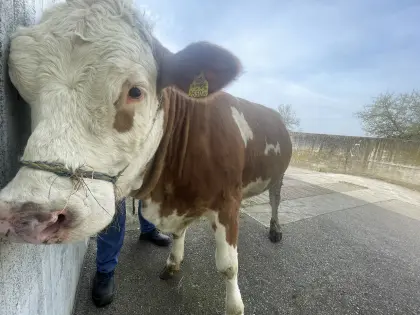 Verkaufe trächtige FV Kalbinnen