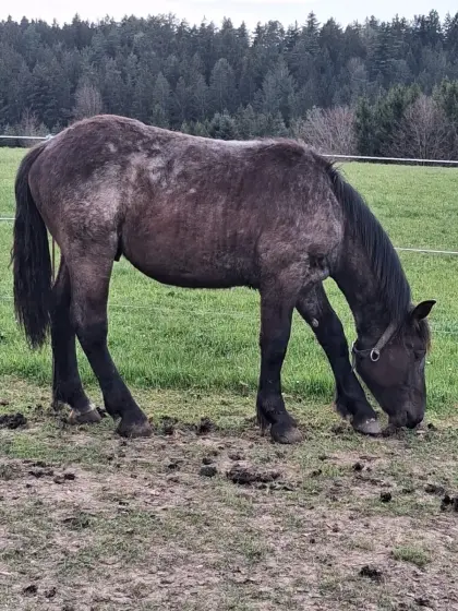 Blauschimmel Jährling
