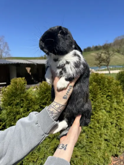 Hasen (Riesenschecke, Neuseeländer, Mischlinge)