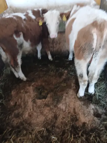 2 FV-Einsteller-Stierl